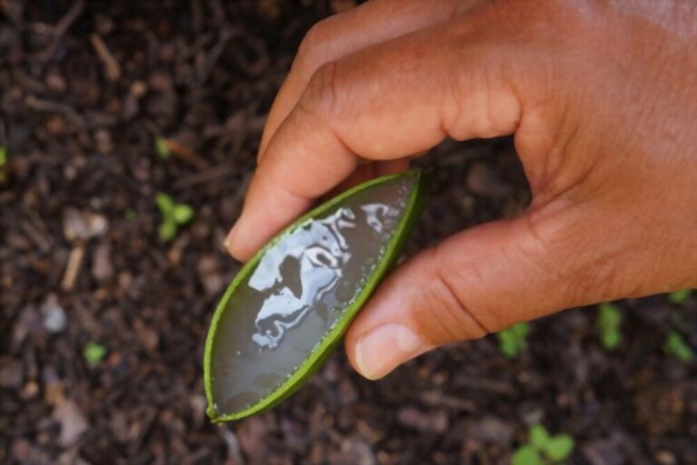 Aloe vera massage treatment